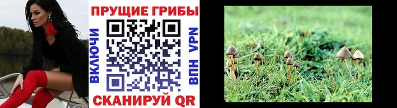 Галлюциногенные грибы Psilocybe  ОМГ ОМГ сайт  Буинск  купить наркотик 